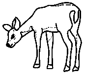 coloriage jolie biche